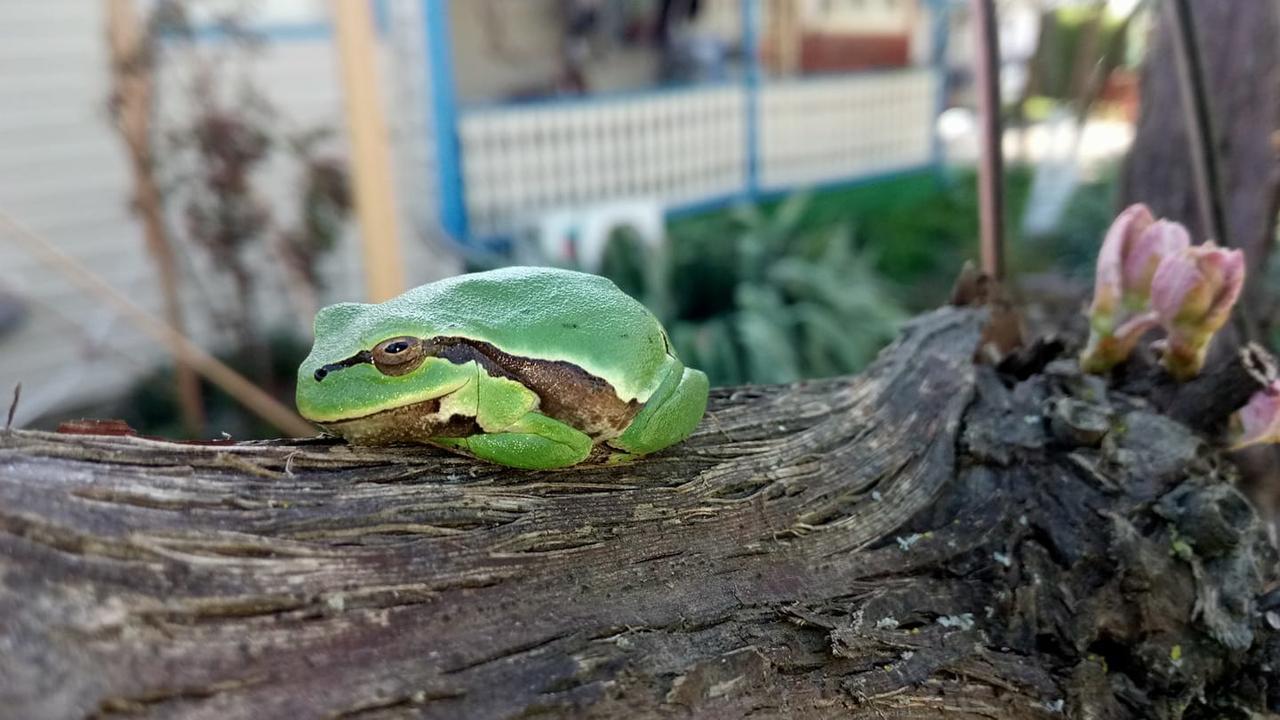 Camping Casuta Mihaela Crișan Zewnętrze zdjęcie